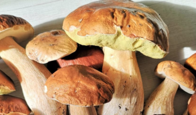 Cèpes des forêts de Siran 1kg