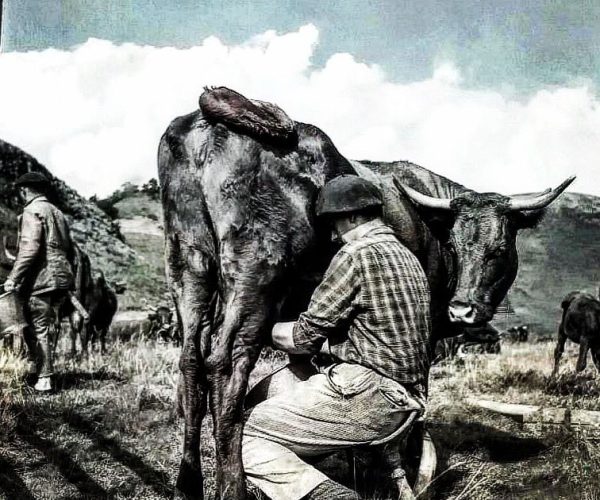 traite vache salers montagne