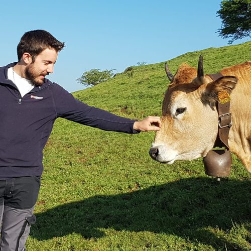 famille bos aubrac boeuf